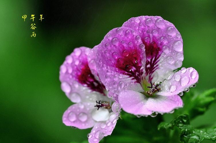 谷雨时节，生态花卉摄影的黄金窗口——用镜头收藏春末的最后一场盛宴