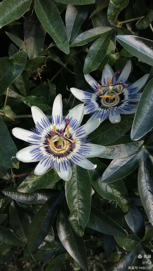 英伦花卉篇 繁花盛景与文化符号