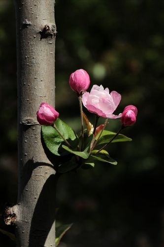 沧州人民公园 花卉拍摄者的春日花宴