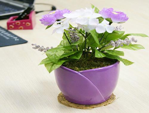 盆栽花卉