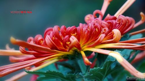 张董牛四季花卉园