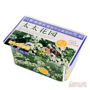 【小花迷之小花谷厂家直销室内种植盆栽盆景花卉批发太太花园系列之香雪球】义乌市水左电子商务商行 - 产品库