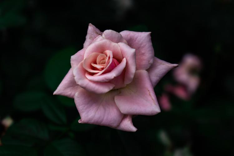 花卉特写